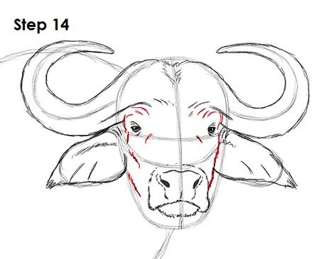 Buffalo Drawing, Bull Drawing, Animal Tutorial, Buffalo Painting, Cape Buffalo, Buffalo Animal, African Buffalo, Buffalo Art, Cow Drawing