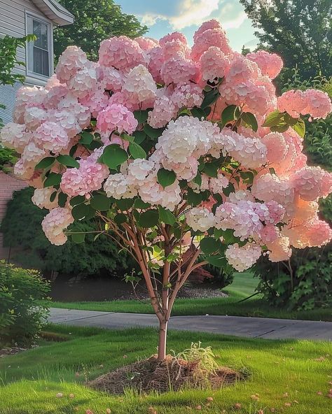 Mum Flowers, Hydrangea Tree, Garden Mum, Flowers Growing, Mums Flowers, Growing Tips, Front House Landscaping, Home Landscaping, Gorgeous Gardens