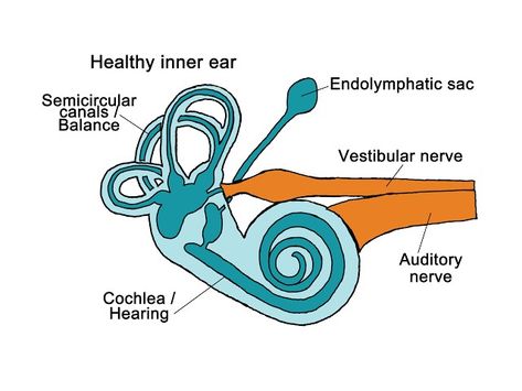 Inner Ear Diagram, Human Ear Diagram, Inner Ear Anatomy, Ear Diagram, Ear Anatomy, Anatomy Bones, Vestibular System, Middle Ear, Human Ear