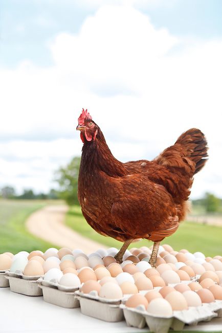 Rhode Island Red Hen, Photo Farm, Best Laying Chickens, Farm Illustration, Leghorn Chickens, Laying Chickens Breeds, Rooster Illustration, Hen Farm, Best Egg Laying Chickens