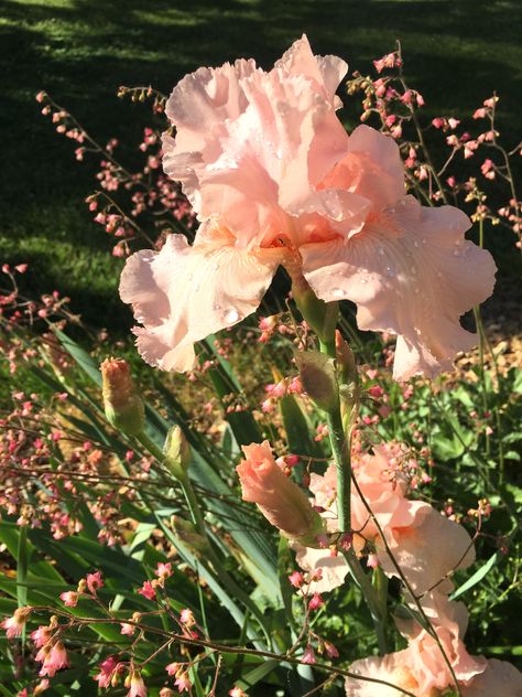 Early Evening, Early June.  Photo by Kristine Gazzo Early Evening Aesthetic, Evening Aesthetic, Early Evening, Plants, Flowers