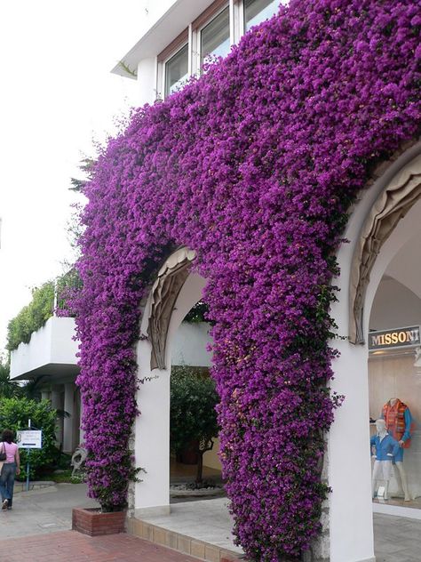 25 Marvelous Flower Walls Vertical Gardens, Bougainvillea, Plant Wall, Vertical Garden, Creepers, Dream Garden, Garden And Yard, Love Flowers, Flower Wall