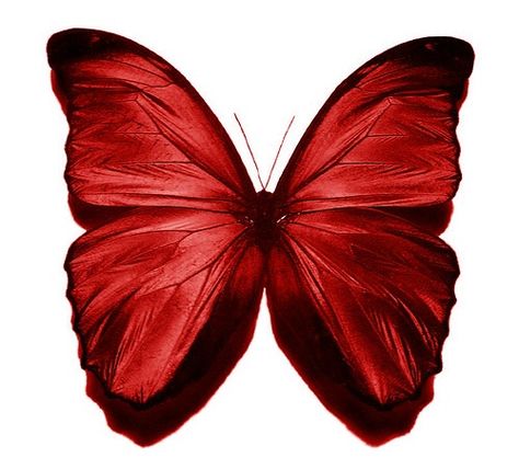 “Butterfly” I See Red, Simply Red, All Things Red, Seeing Red, Butterflies Flying, Red Butterfly, Red Boho, Butterfly Kisses, Butterfly Wallpaper