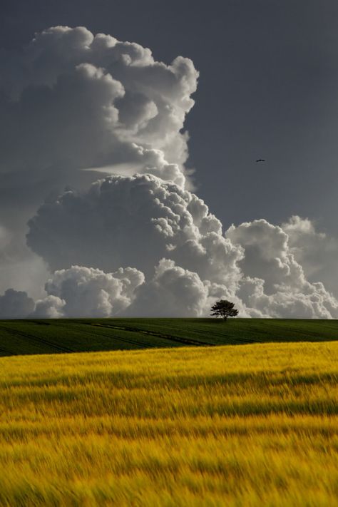 Clouds Photography, Lone Tree, Cloud Painting, Sky And Clouds, Alam Yang Indah, Beautiful Sky, Nature Aesthetic, Sky Aesthetic, Landscape Photos