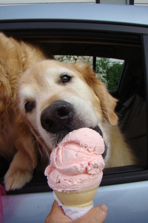 . Silly Puppy, Eating Strawberry, Ice Cream Alternative, National Ice Cream Month, Dog Rules, Puppy Dogs, Golden Retrievers, Beautiful Dogs, The Window