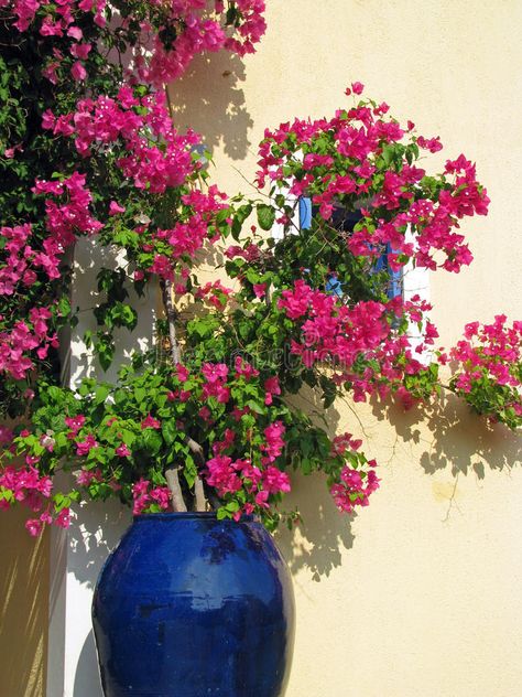 Bougainvillea Trellis, Modern Front Yard, Front Garden Landscape, Poinsettia Flowers, Farmhouse Landscaping, Backyard Remodel, Patio Interior, Landscaping Tips, Landscape Decor