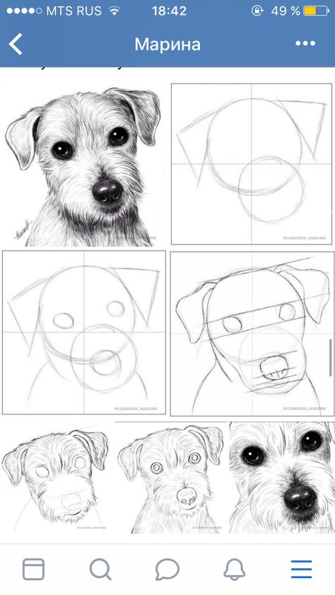 Dog Drawing Tutorial, Dekorasi Halloween, Dog Portraits Art, Kids Animals, Draw Animals, Animal References, 강아지 그림, Tattoo Women, Animal Drawing