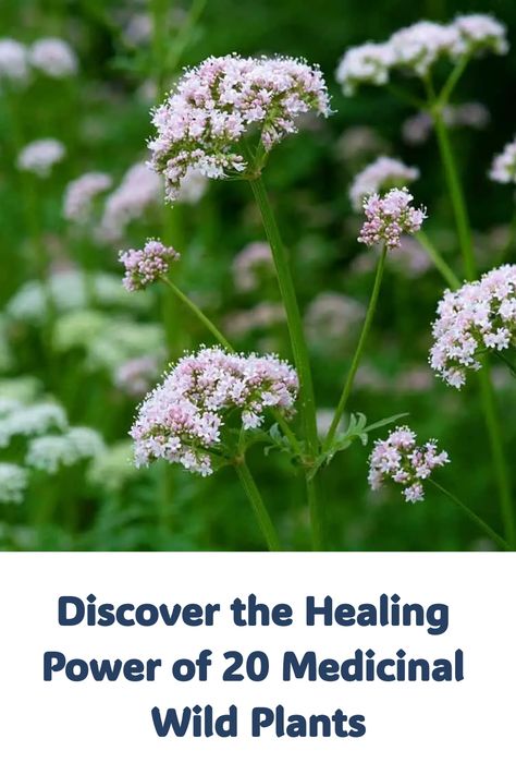 The natural world is abundant with wild plants that offer powerful medicinal benefits. This article introduces you to 20 such plants, each with unique healing properties. Learn about their traditional uses and modern applications in promoting health and wellness. Whether you're looking to boost your immune system or alleviate stress, these medicinal wild plants provide natural solutions to enhance your well-being. Rabbit Brush, Medicinal Wild Plants, Ornamental Garden, Medicinal Herbs Garden, Herbs Garden, Wild Ginger, Plants Growing, Perennial Herbs, Boost Your Immune System