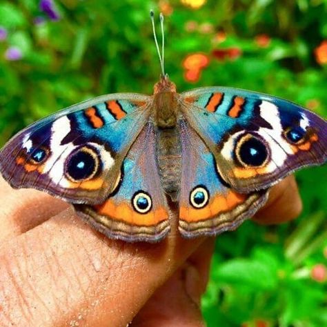 Buckeye #butterfly🦋 Buckeye Butterfly, Beautiful Butterfly Photography, Blue Tattoo, Butterfly Poster, Textiles Projects, Butterfly Photos, Orange Butterfly, Butterfly Pictures, Mini Paintings