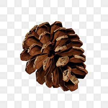 Autumn Transparent Png, Wood Rendering, Winter Objects, Christmas Png Images, Png Nature, Wood Png, Christmas Transparent, Winter Backgrounds, Pine Cone Christmas