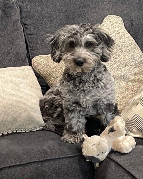 Tony the blue merle mini goldendoodle Lynx Point Siamese, Mini Poodles, Mini Goldendoodle, Goldendoodle Puppy, Golden Doodle, Blue Merle, Lynx, Goldendoodle, Every Thing