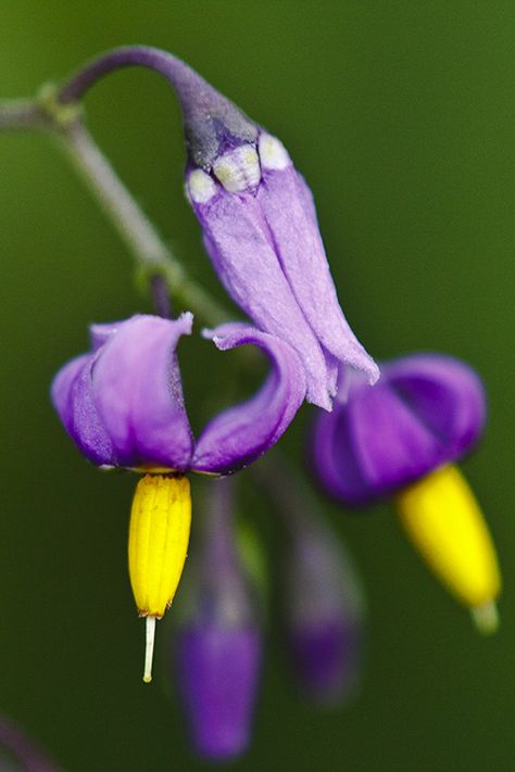 bittersweet nightshade Bittersweet Nightshade, Nightshade Flower, Nightshade Plant, Poison Garden, Fall Flowers Garden, Deadly Nightshade, Scent Garden, Garden Weeds, Poisonous Plants