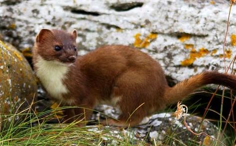 Irish stoat: One of the earliest animals to appear in Ireland after the last Ice Age - Carrie Crowley Irish Animals, Irish Wildlife, Erin Go Bragh, Celtic Heritage, Woodland Critters, Search Pins, Cottage By The Sea, Elephant Love, The Revenant