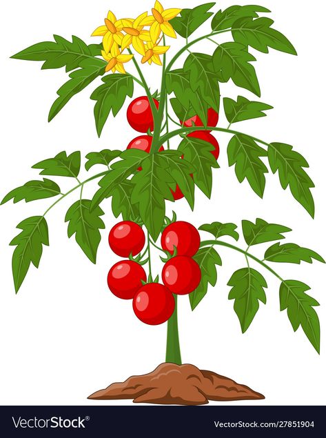 Cartoon Tomato, Tomato Tree, Tanaman Tomat, Farm Cartoon, Plant Cartoon, Moringa Tree, Plant Clips, Planting Sunflowers, Cartoon Trees