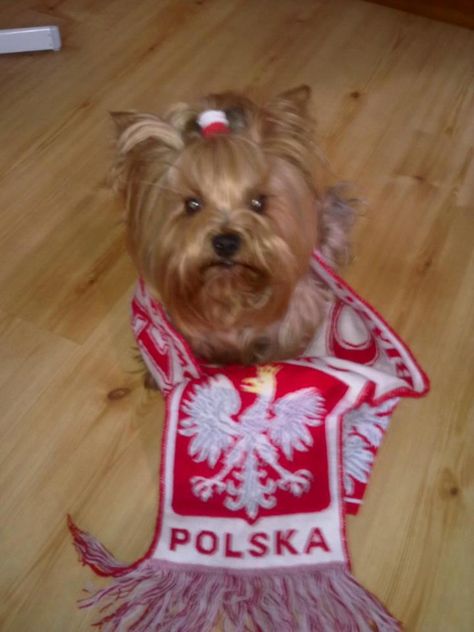 Pies-kibic :) / #Dog the football fan :) #poland Poland Girls, Polish Flag, Polish People, Polish Traditions, Poland Flag, Polish Memes, Nostalgia Aesthetic, Poland Travel, Silly Cats Pictures