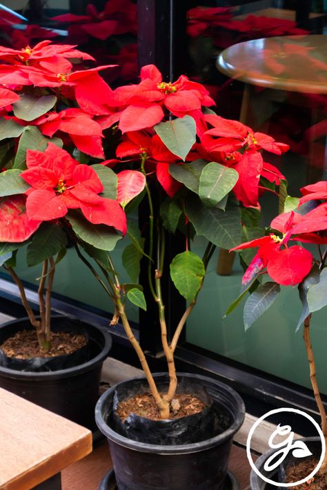 Poinsettia Tree, Poinsettia Care, Poinsettia Plant, Topiary Trees, Tree Care, Ornamental Plants, Unique Plants, Growing Indoors, Tree Shapes