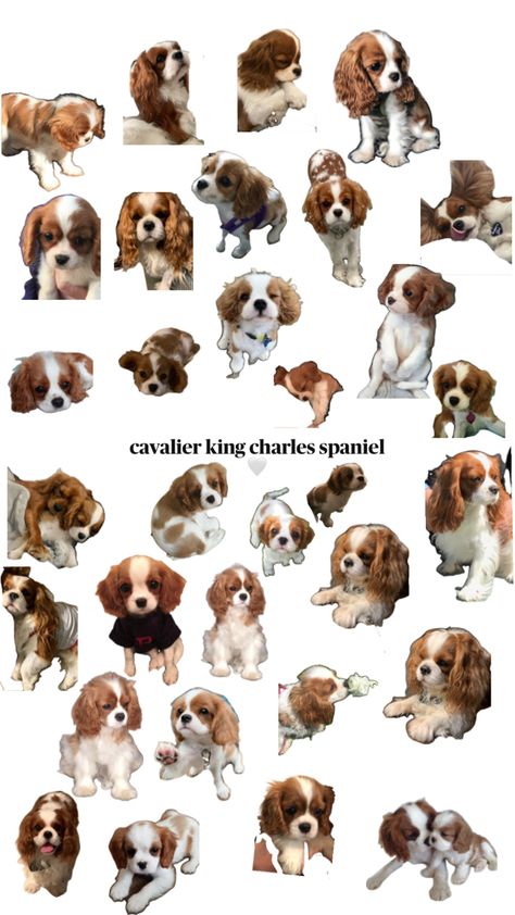 🤍🤍🤍🤍🤍🤍🤍🤍🤍🤍🤍🤍🤍 Cocker Spaniel Puppies King Charles, King Spaniel, Cavalier King Charles Dog, King Charles Dog, King Charles Cavalier Spaniel Puppy, Super Cute Puppies, Cocker Spaniel Puppies, Cute Animals Puppies, Very Cute Dogs