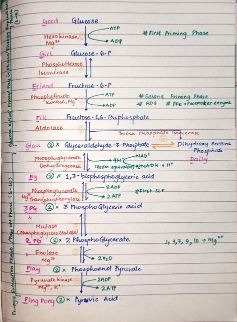 Enzymology Notes, Glycolysis Mnemonic, Glycolysis Notes, Bio Notes, Study Snaps Ideas, Biochemistry Notes, Neet Notes, Learn Biology, Chemistry Study Guide