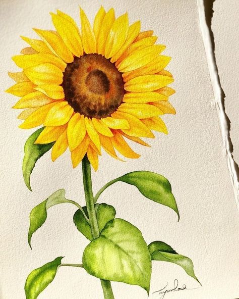 Sunflower Sketches, Sunflower Watercolor Painting, Sunflower Artwork, Sunflower Drawing, Flower Drawing Tutorials, Watercolor Projects, Watercolor Painting Techniques, Watercolor Flower Art, 수채화 그림