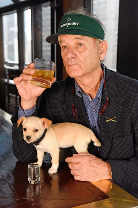 Bill Murray, A Man, Beer, Bar, Dogs