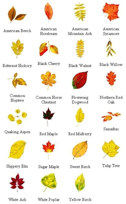 Victorian Lifestyle: Fall Activities Tree Leaf Identification, Identifying Trees, Types Of Leaves, Leaf Identification, Tree Id, Horse Flowers, Tree Identification, Tree Study, Slippery Elm