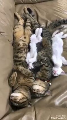 Untitled Sleeping Kitten, Image Chat, Two Cats, Kitten Pictures, Cat Family, Cute Cat Gif, Cat Sleeping, Sleeping Dogs, Cute Cats And Kittens