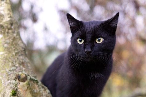 Cat Sneezing, Black Cat Breeds, Black Cat Appreciation Day, Chat Sphynx, Cat With Blue Eyes, American Shorthair, Hairless Cat, A Black Cat, Cute Black Cats