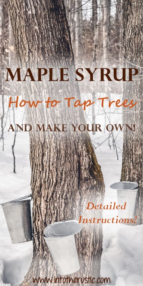 🍁✨ Learn How to Tap Maple Trees and Make Your Own Syrup! ✨🍁 Dreaming of making your own delicious maple syrup? 🌳🥞 Our step-by-step guide will show you how to tap maple trees and cook your own syrup from scratch! From selecting the right trees to harvesting sap and boiling it down to sweet, golden syrup, this article has all the tips you need for a DIY maple syrup adventure. Perfect for homesteaders, foodies, and anyone who loves a little extra sweetness in their life! #MapleSyrup #TappingTrees #DIYMapleSyrup #HomesteadLife #MapleSyrupMaking #SyrupSeason #HomemadeSyrup #SugarShack #FarmToTable #DIYFood #SustainableLiving How To Get Maple Syrup From A Tree, When To Tap Maple Trees, Maple Syrup Tree Tapping, How To Tap A Maple Tree, How To Tap Trees For Syrup, Canning Maple Syrup, How To Tap Maple Trees, Tapping Trees For Syrup, Maple Tree Tapping