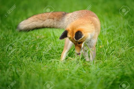 Fox Looking Down, Cat References, Cat Reference, Reference Poses, Red Fox, Green Grass, Drawing Reference Poses, Drawing Reference, Fox