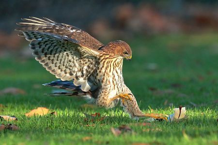 Hawk Catching Prey, Coopers Hawk, Animal Poses, Cooper's Hawk, National Geographic Photos, Birds Of Prey, Best Photography, Hawks, National Geographic