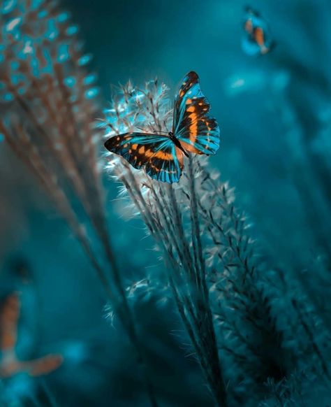 The Nature on Twitter: "… " Photo Papillon, Amazing Animal Pictures, Whatsapp Dp Images, Butterfly Photos, Butterfly Pictures, Butterfly Wallpaper, Butterfly Art, Flowers Nature, Nature Animals