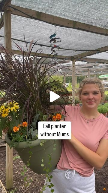 Needmore Farms | Gardening, DIY, and Recipes on Instagram: "These temperatures might not feel like it but, FALL is coming 🍂 

Keep this combo in mind for your fall planters, especially if mums aren’t your favorite 🧡 

Recipe:
1 16” or larger pot 
1 gallon purple fountain grass 
1 gallon sombrero lemon echinacea 
2 4” marigolds 
2 4” ornamental cabbage or kale 
1 4” ficus or creeping Jenny (we prefer to plant these in pots only as they spread like crazy in the ground) 

#fall #fallgarden #fallflowers #fallplanting #fallplanters #marigold #garden #gardentips #gardeningtips #needmorefarms" Purple Fountain Grass In Pots, Fall Planter Ideas, Mum Planters, Marigold Garden, Diy Planters Pots, Ornamental Cabbage, Fountain Grass, Creeping Jenny, Gardening Diy