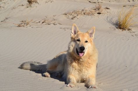 The Complete Guide to Dog Friendly Beaches in Pensacola Pensacola Beach Florida, Dog Friendly Beach, Pensacola Florida, Helicopter Ride, Pensacola Fl, Florida Living, Pensacola Beach, Parasailing, Helicopter Tour