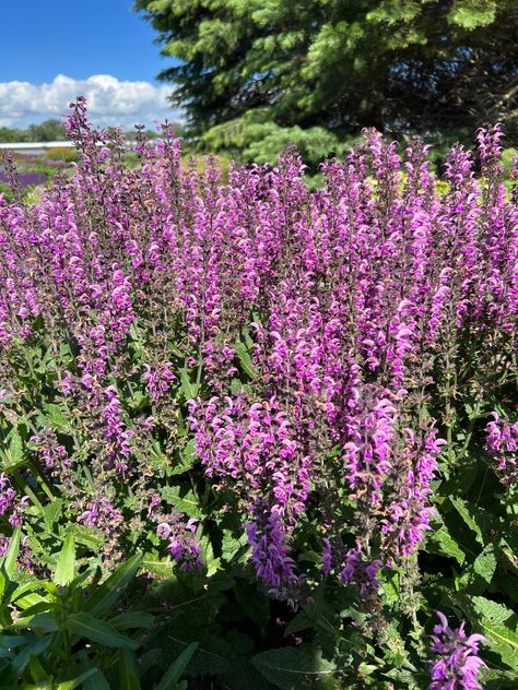 Pink Profusion Salvia, Perennial Salvia, Pink Salvia, Proven Winners Perennials, Dark Pink Flowers, Deer And Rabbit, Pink Perennials, Garden 2023, Asclepias Tuberosa