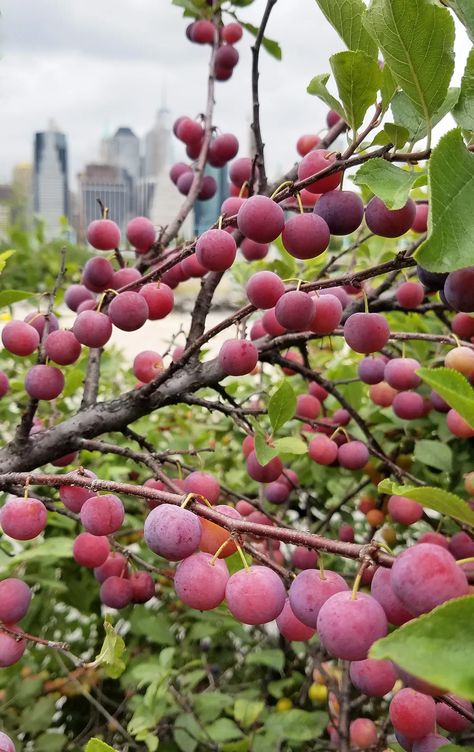 Plum Trees, Beach Plum, Plum Island, Blue Fruits, Plum Tree, Jams And Jellies, Drought Resistant, Sandy Soil, Quick Easy Recipes