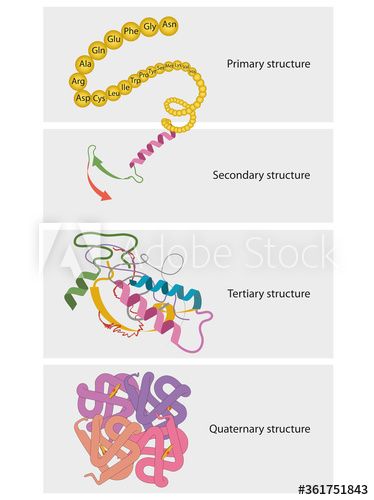 Types of Protein Structure. Proteins are biological polymers composed of amino acids. #AD , #Structure, #Proteins, #Types, #Protein, #biological Proteins Biology, Structure Of Proteins, Protein Synthesis Notes, Protein Biology, Protein Notes Biochemistry, Types Of Protein, Protein Structure Biology, Body Knowledge, Protein Structure