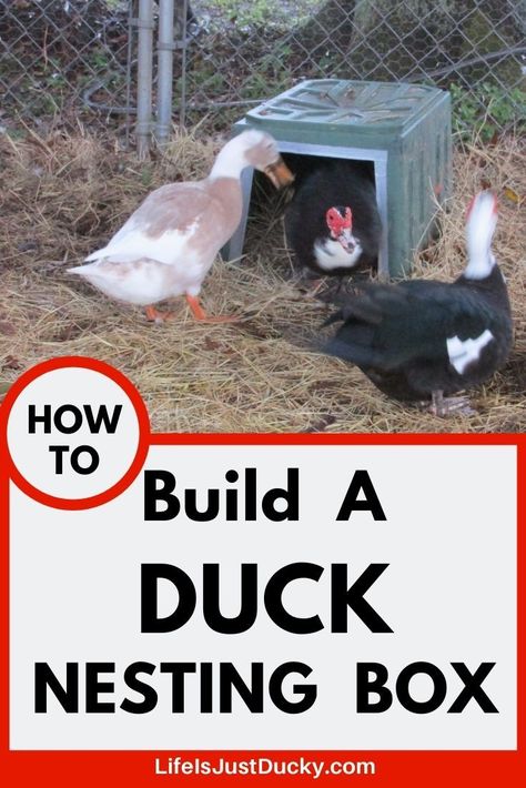 How to make nesting boxes for your chickens or ducks. Easy to make and the results are cleaner eggs and happy ducks. Easy DIY nest boxes. Duck Nesting Boxes, Nesting Box Ideas, Duck Nesting, Duck Treats, Diy Nest, Nesting Boxes Diy, Duckling Care, Duck House Plans, Coy Pond