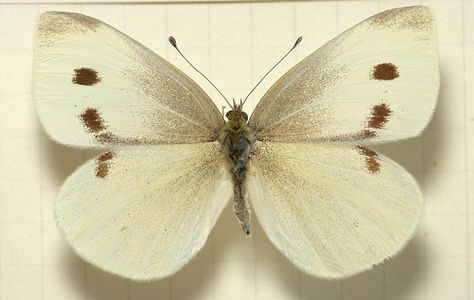 Cabbage worms in the garden Cabbage Butterfly, Cabbage Plant, Cabbage Worms, Small Moths, Garden Bugs, Garden Insects, Delicate Butterfly, Gardening 101, Butterfly Drawing