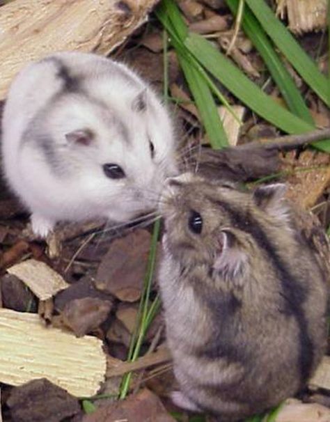 Kissing hamsters 4 Siberian Hamster, Winter White Hamster, Russian Hamster, Hamster Pics, Pet Hamster, Hamster Care, Baby Hamster, Funny Hamsters, Syrian Hamster