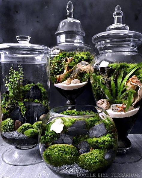 Gothic Charm School: pretty things — wordsnquotes: culturenlifestyle: Original... Moss Garden Terrarium, Terrarium Moss, Indoor Water Garden, Terrarium Ideas, Beautiful Terrariums, Mini Terrarium, نباتات منزلية, Gothic Garden, Moss Terrarium