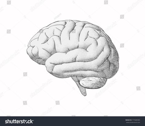 Monochrome engraving brain side view with soft drawing illustration on white background\n #Ad , #affiliate, #side#view#brain#Monochrome Brain Side View, Drawing Brain, Soft Drawing, Background Sketch, Brain Drawing, Brain Illustration, Vintage Drawing, Illustration Sketches, Editorial Illustration