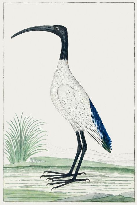 Threskiornis aethiopicus: African sacred ibis (1778) painting in high resolution by Robert Jacob Gordon. Original from the Rijksmuseum. Digitally enhanced by rawpixel. | free image by rawpixel.com / Rijksmuseum (Source) African Paintings, Free Illustration Images, Download Free Images, Art And Illustration, African Art, Free Image, Watercolor Paintings, Resolution, High Resolution