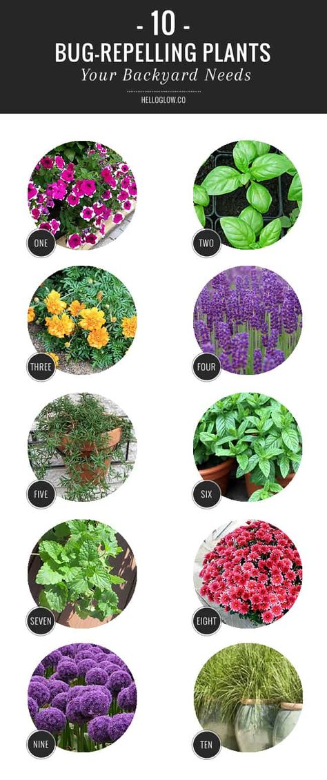 Bug Repelling Plants, Plants That Repel Bugs, Mosquito Repelling Plants, Have Inspiration, Garden Pests, Yard Work, Types Of Flowers, Lawn And Garden, Growing Vegetables