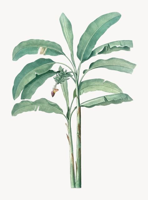 Banana Tree Illustration, Freepik Illustration, Banana Plant, Banana Plants, Architecture Collage, Banana Tree, Illustration Vintage, Tree Illustration, Tree Free