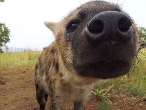 Hyena Aesthetics, Silly Hyenas, Hyena Cute, Cute Hyena, Hyena Animal, Spotted Hyena, African Wild Dog, Wild Dog, Cool Animals