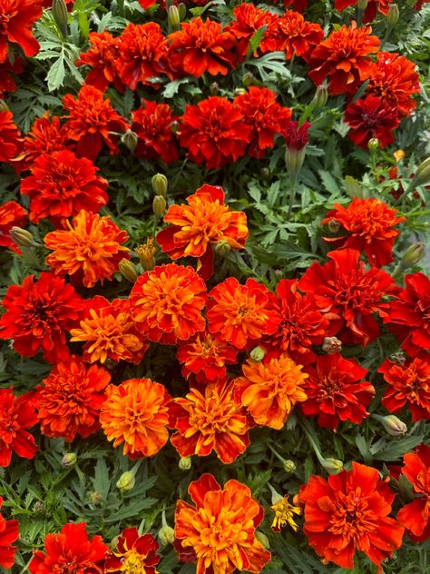 A picture of a bunch of marigolds named “Strawberry Blonde.” Flower Aesthetic Orange, Red Flower Wallpaper, Marigold Wedding, Aesthetic Orange, Spring Red, Marigold Flower, Orange Aesthetic, Parts Of A Plant, Orange Wallpaper