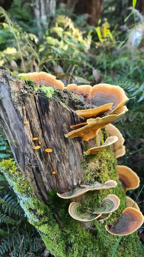 Mushrooms In The Wild, Funghi Aesthetic, Mushrooms Growing On Trees, Morel Mushroom Drawing, Wild Mushrooms Photography, Mushroom Forest Aesthetic, Oregon Mushrooms, Tree Stump With Mushrooms, Mushrooms On Log