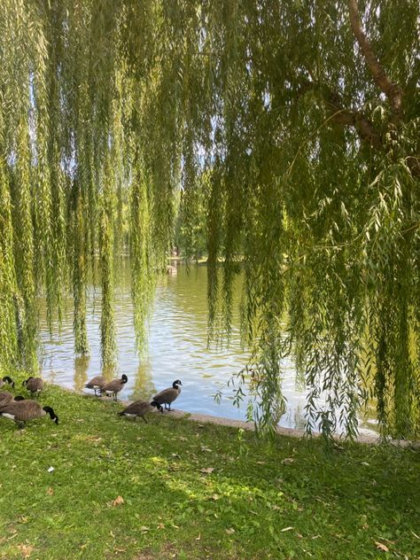 Weeping Willow Tree House, Willow Tree House, Weeping Willow Tree Aesthetic, Willow Tree Aesthetic, Beach Beds, Romans 1 20, Dream Places To Go, Nature Peaceful, Grandma House