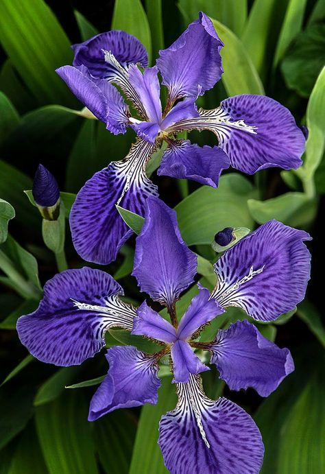 Japanese Roof, Japanese Iris, Nikon D850, Flowers Photography Wallpaper, Iris Garden, Photography Wallpaper, The 5th Of November, 8th Of March, Cacti And Succulents