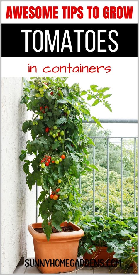 Increase your tomato yield with these container gardening tips. From pot selection to strategic watering, get all the advice you need for a bountiful tomato harvest. Tomato Container Gardening, Tomatoes Growing, Gemüseanbau In Kübeln, Tomatoes In Containers, Tips For Growing Tomatoes, Diy Container Gardening, Growing Tomatoes In Containers, Grow Tomatoes, Container Garden Design